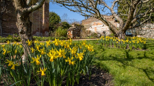 Daffodils in the Walled Garden at Hughenden, Buckinghamshire